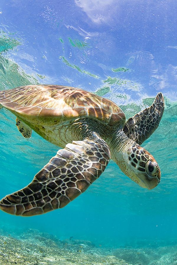 AUSTRALIA) IUCN REPORT: Climate Change Threat to ‘Great Barrier Reef’ becoming a ‘Global Threat’ as temperatures of our seas rise from shrinking glaciers to coral bleaching to increasingly frequent and severe fires and droughts creating disasters across the whole world #AceNewsDesk report