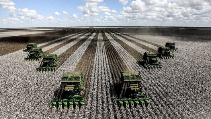 (AUSTRALIA) Cubbie Station Poisoning Report: In 2012 the largest cotton farm was sold to a Chinese led-Consortium after their administrators signed a formal agreement but not before the fish were killed in the Murray Darling after poisoned land washed down into the river #AceNewsDesk report