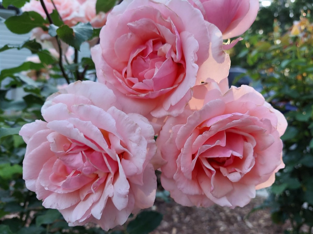 (LONDON) Prince Philip’s Birthday Report: The Queen has been gifted a new rose named after the Duke of Edinburgh to mark the day that would have been his 100th birthday #AceNewsDesk report
