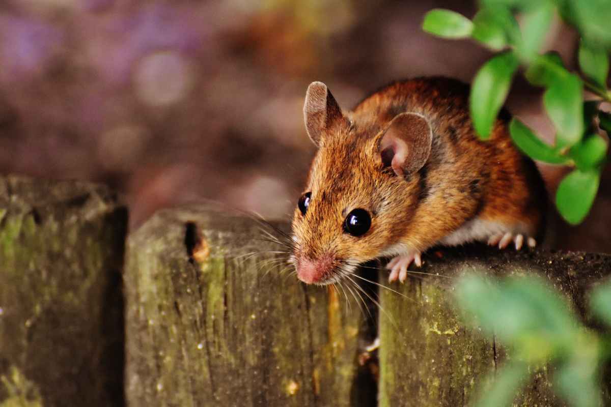 (AUSTRALIA) JUST IN: Country facing a critical shortage of the antidote used to treat poisoned animals amid heavy use in areas impacted by the mice plague #AceNewsDesk report
