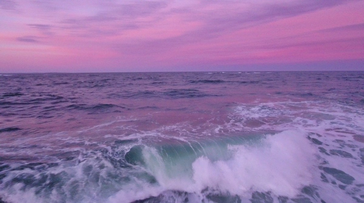 (TASMANIA) IUCN Endangered Pink Handfish Report: A walking fish first identified in 2010 but not seen for over 22 years has been listed as an endangered species #AceNewsDesk report
