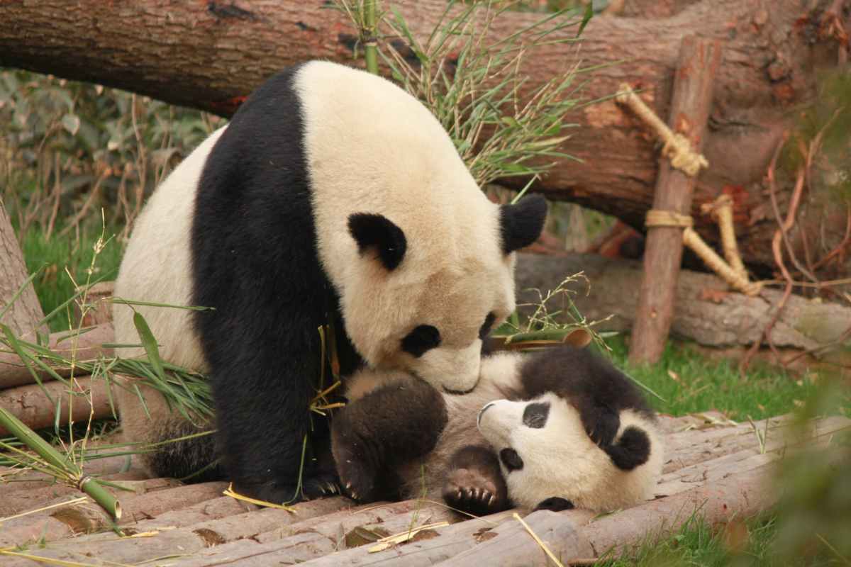 (PARIS) JUST IN: A giant panda on loan to France from China gave birth to female twin cubs early on Monday, a French zoo announced, declaring “they are very lively, pink and plump.” #AceNewsDesk report