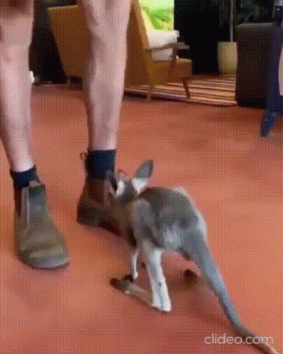 (AUSTRALIA) Queensland: Kangaroo On Hot Tin Roof GETS Stuck But HOW Did This Happen #AceNewsDesk report