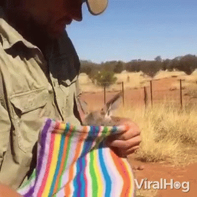 (ENGLAND) RSPCA Report: A missing wallaby has finally been caught after dodging several capture attempts during three weeks on the run in the countryside #AceNewsDesk report