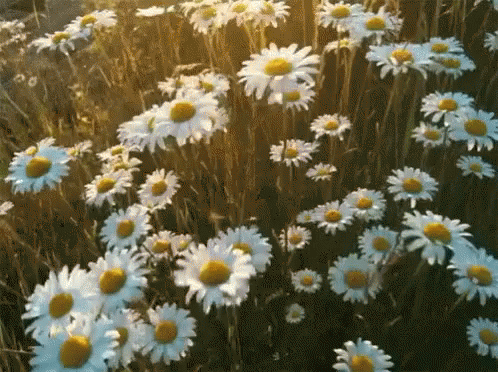 The Field Daisy – Ann Taylor