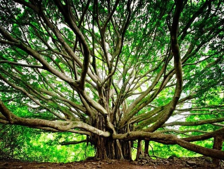 THE TREE