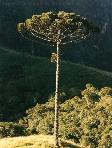 They outlived the dinosaurs, but Brazil’s araucaria trees might not survive humans! – Mongabay.com
