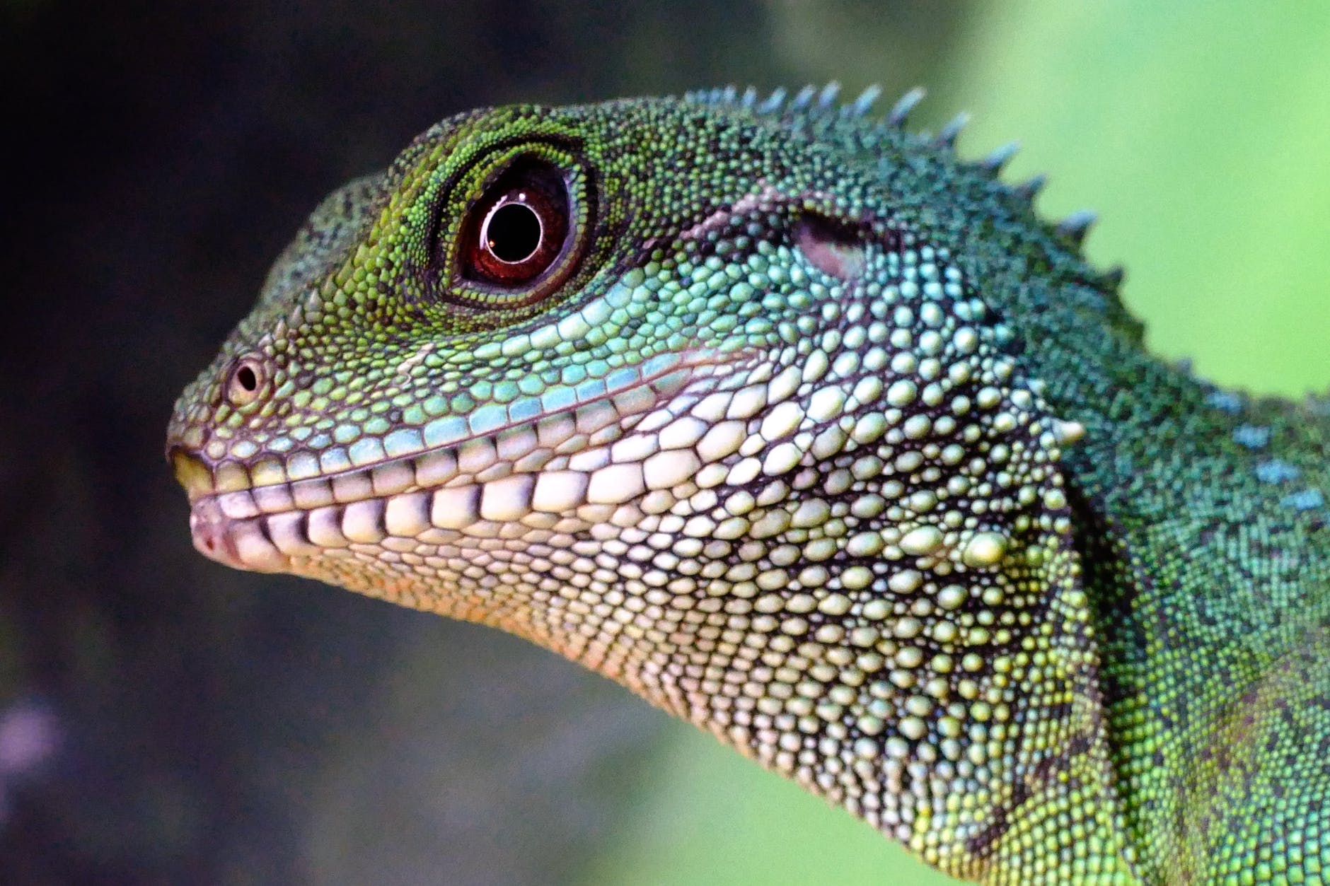More than a fifth of the world’s reptiles face imminent extinction! — Scientific Inquirer — Barbara Crane Navarro