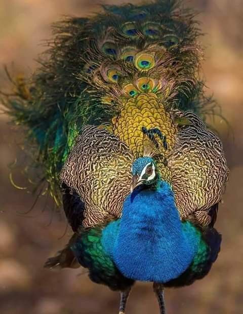 PEACOCK 🦚