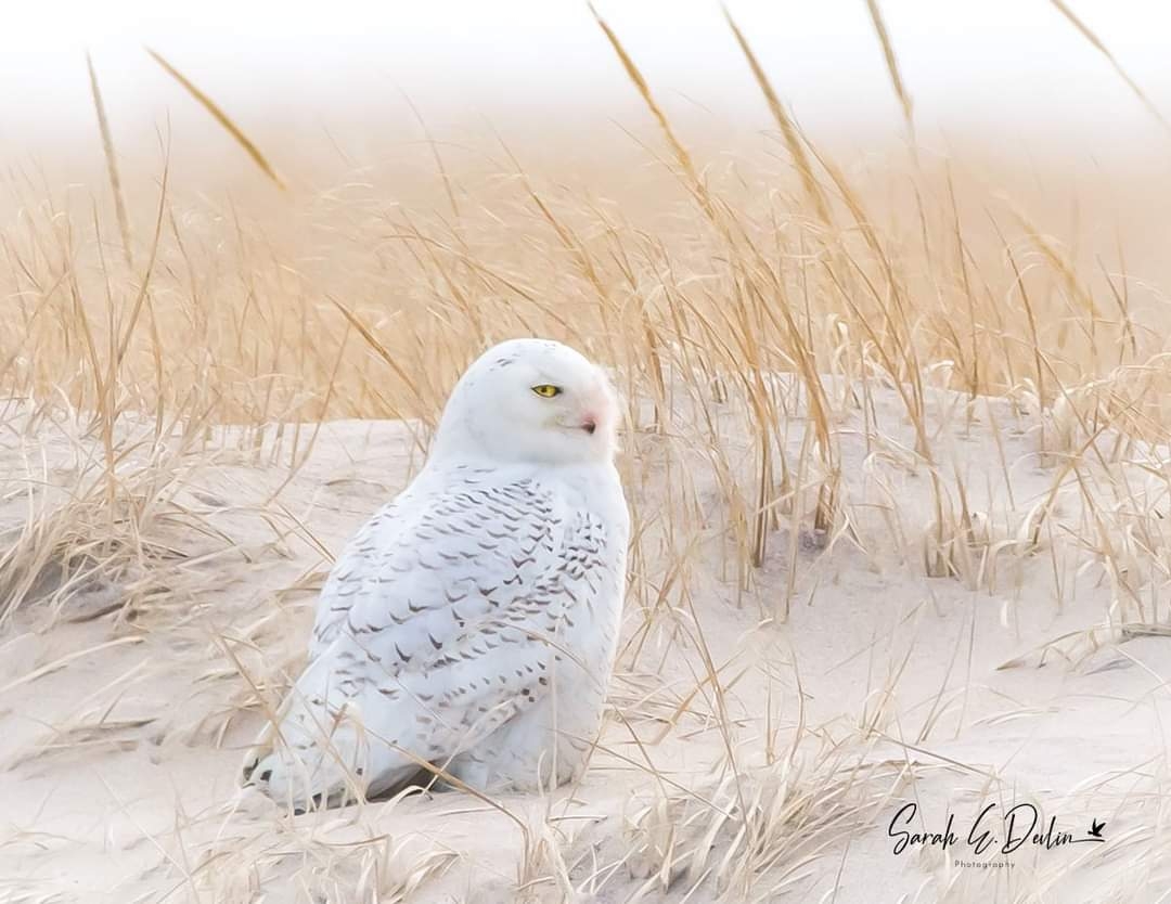 Nature ~