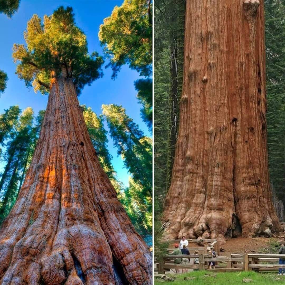 LARGEST TREE