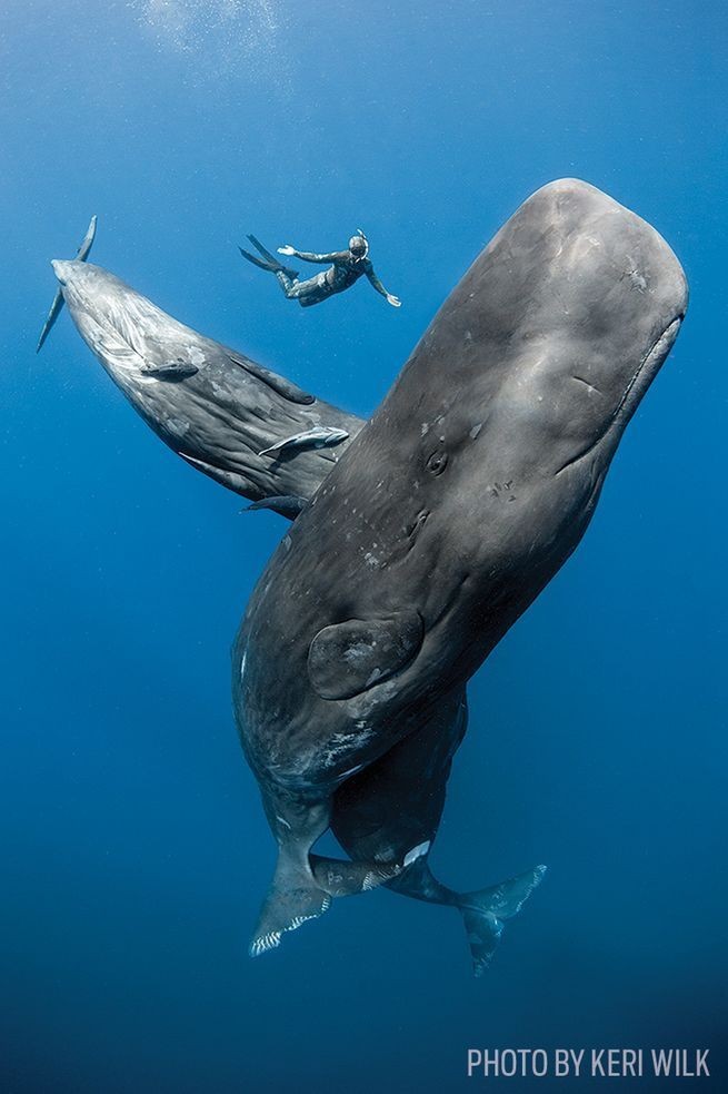 Whale Death Confusion Abounds And Some Is Deliberate