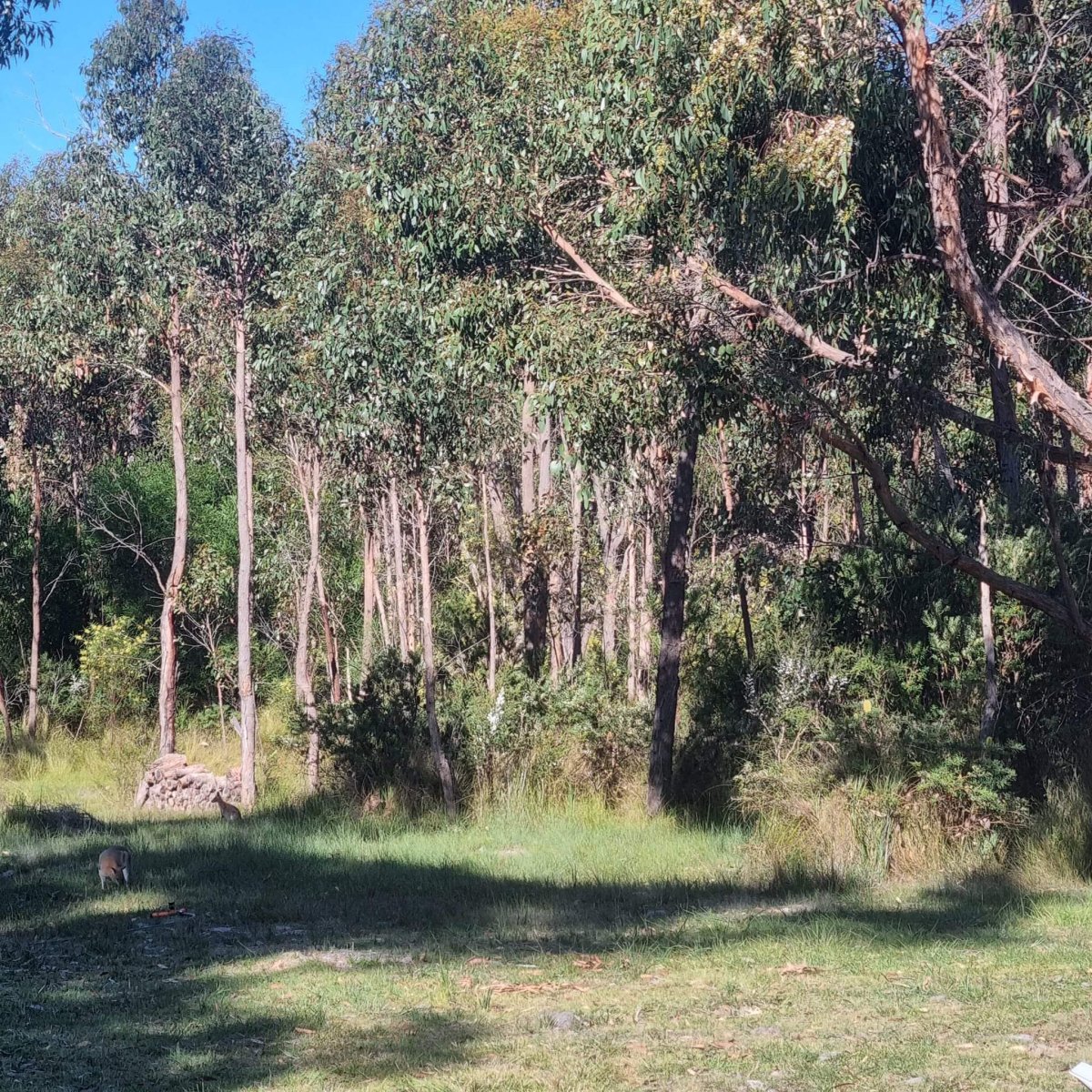 AUSTRALIA 🇦🇺 KANGAROO 🦘 STORY
