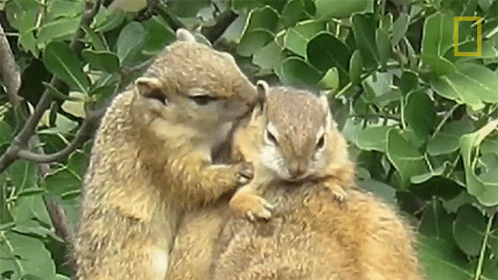 Squirrel ~ humanity 🪔🪔