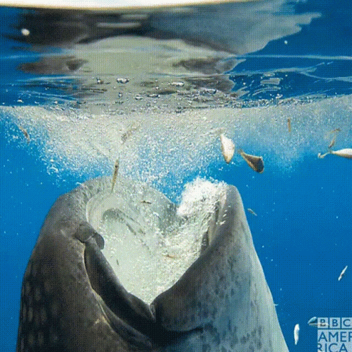 GRATITUDE ~ WHALE 🐋