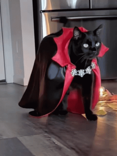 Black Cat Superstitions in Brittany