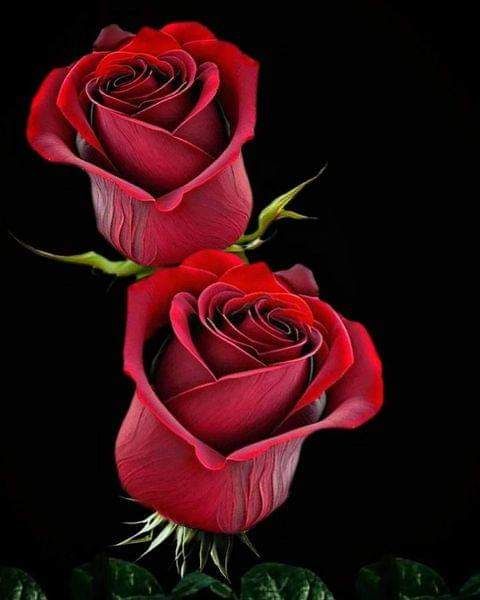 Lovely ❤️❤️