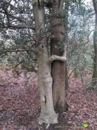 Beautiful Nature ~ Trees ~