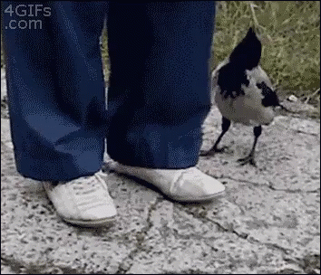 Australia Home of Magpies