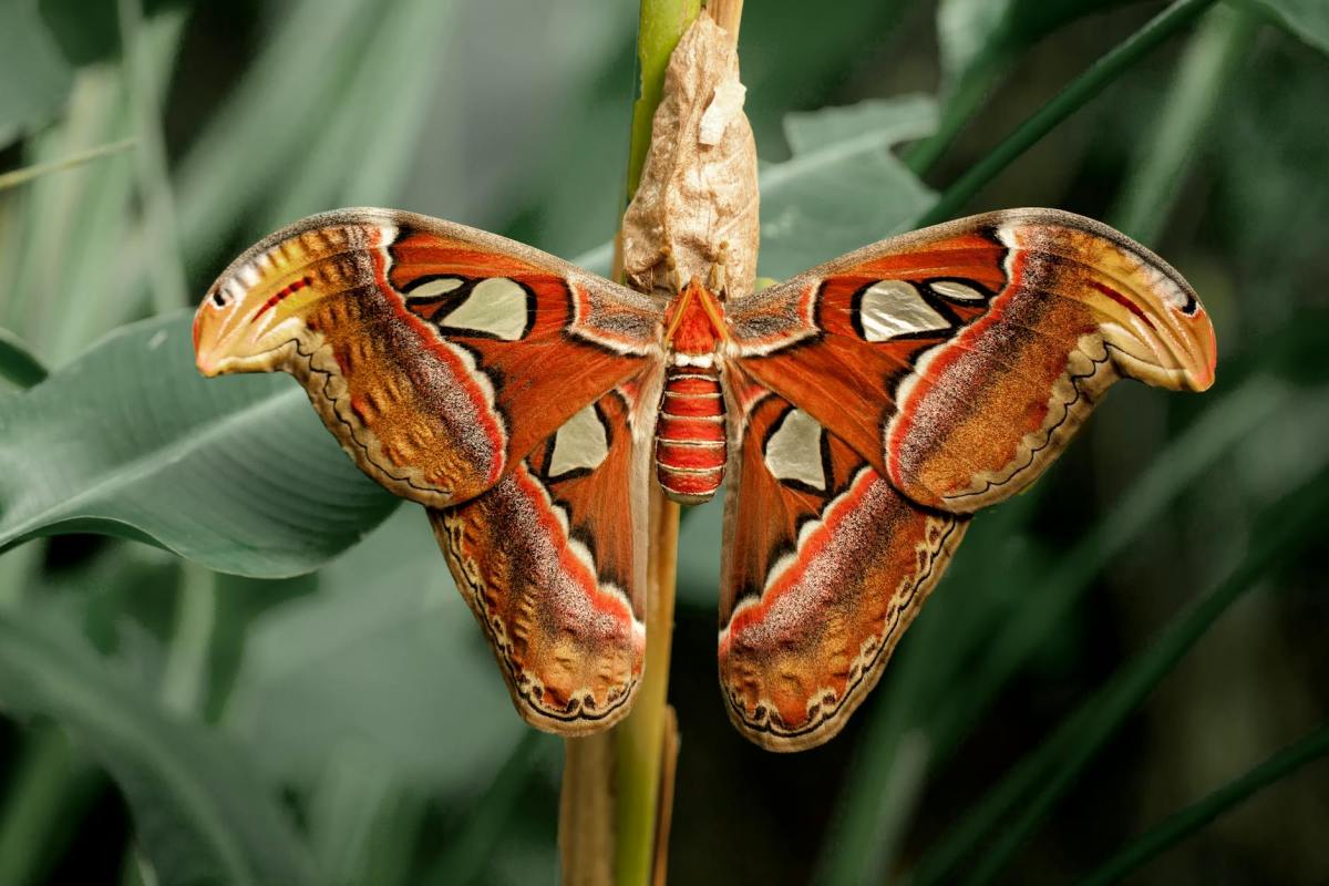 A moth garden at Hampton Court Palace shows off plants that can be grown to help the insects, which are threatened by habitat loss