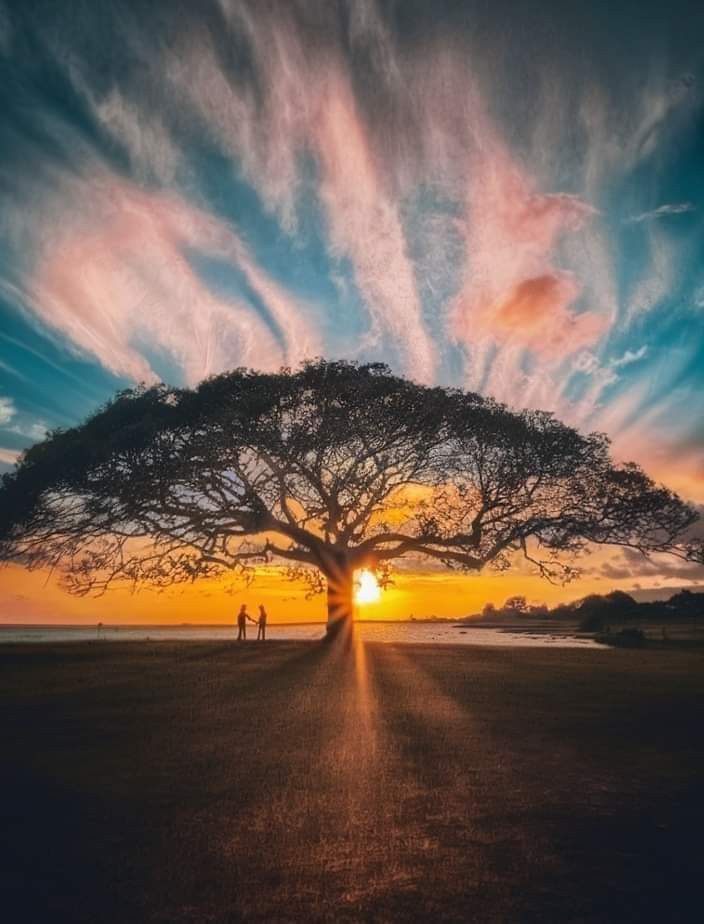 Australias Conservationist helps farmers protect ‘paddock trees’ and restore degraded land