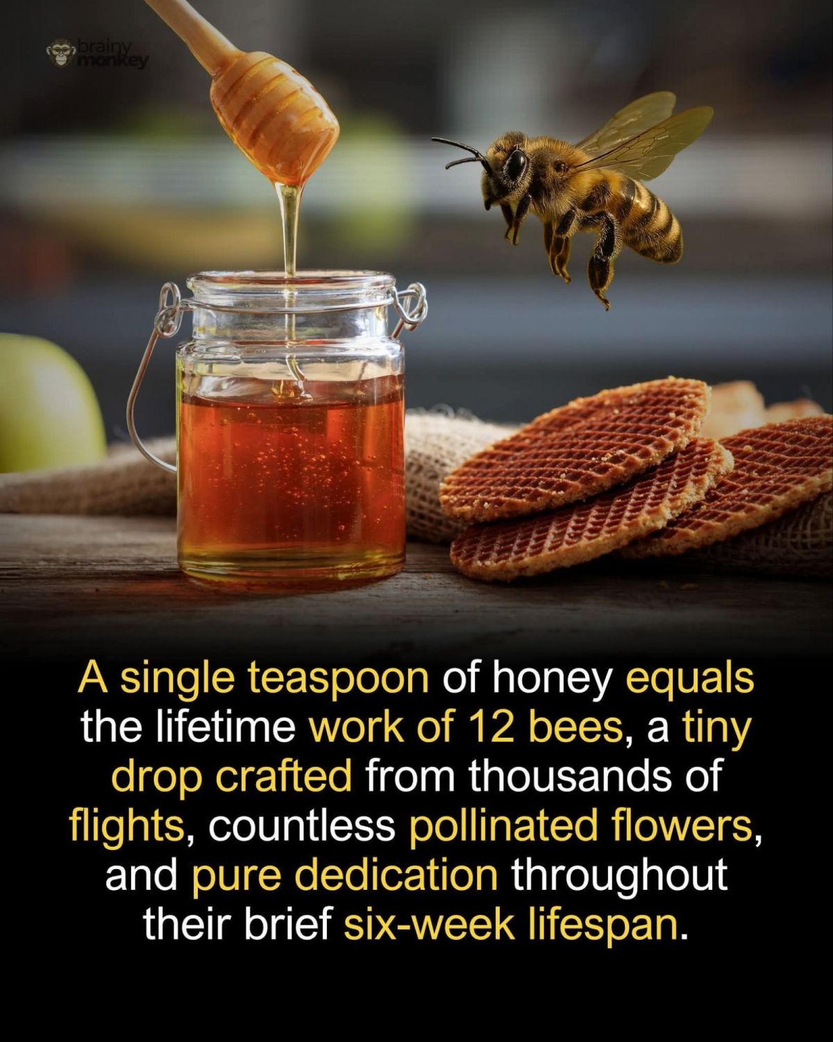 Morgan FRE🐝🐝🐝🐝🐝🟤🦫🤎🟤