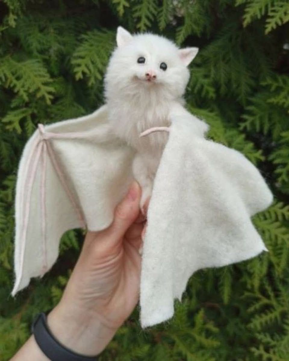 ANIMAL WELFARE&nbsp; AUSTRALIA